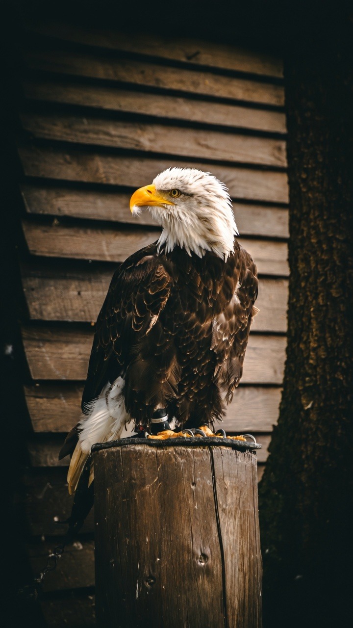 Bald eagle, Weagle Records mark imagery